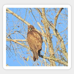 Red-tailed hawk, birds, wildlife, gifts Sticker